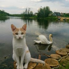 Схема вышивки «кот»