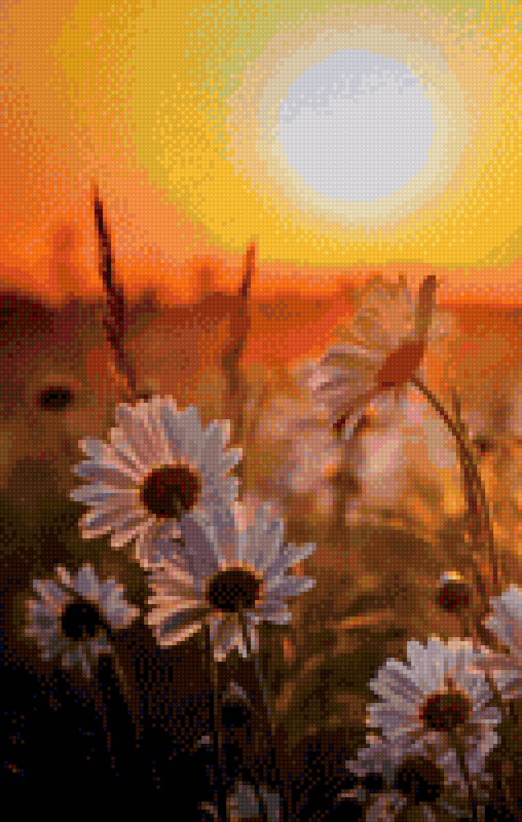 Ромашки под солнцем - солнышко, цветы - предпросмотр