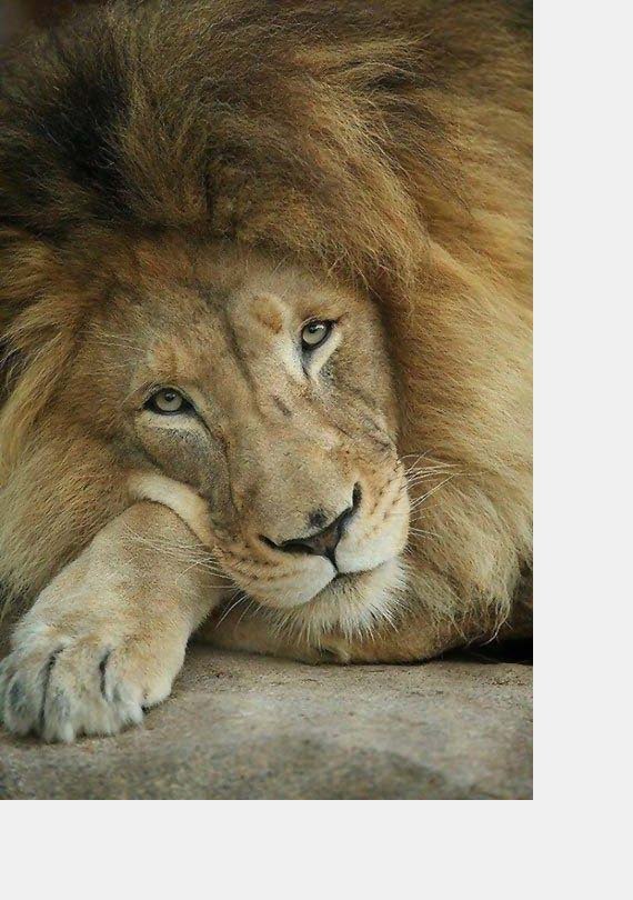 №2111274 - львы, хищники, животные - оригинал