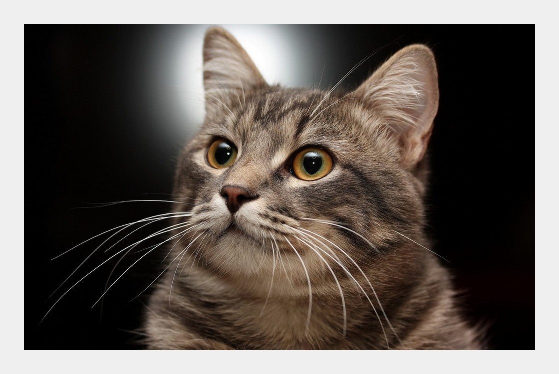 №2111280 - коты, животные - оригинал