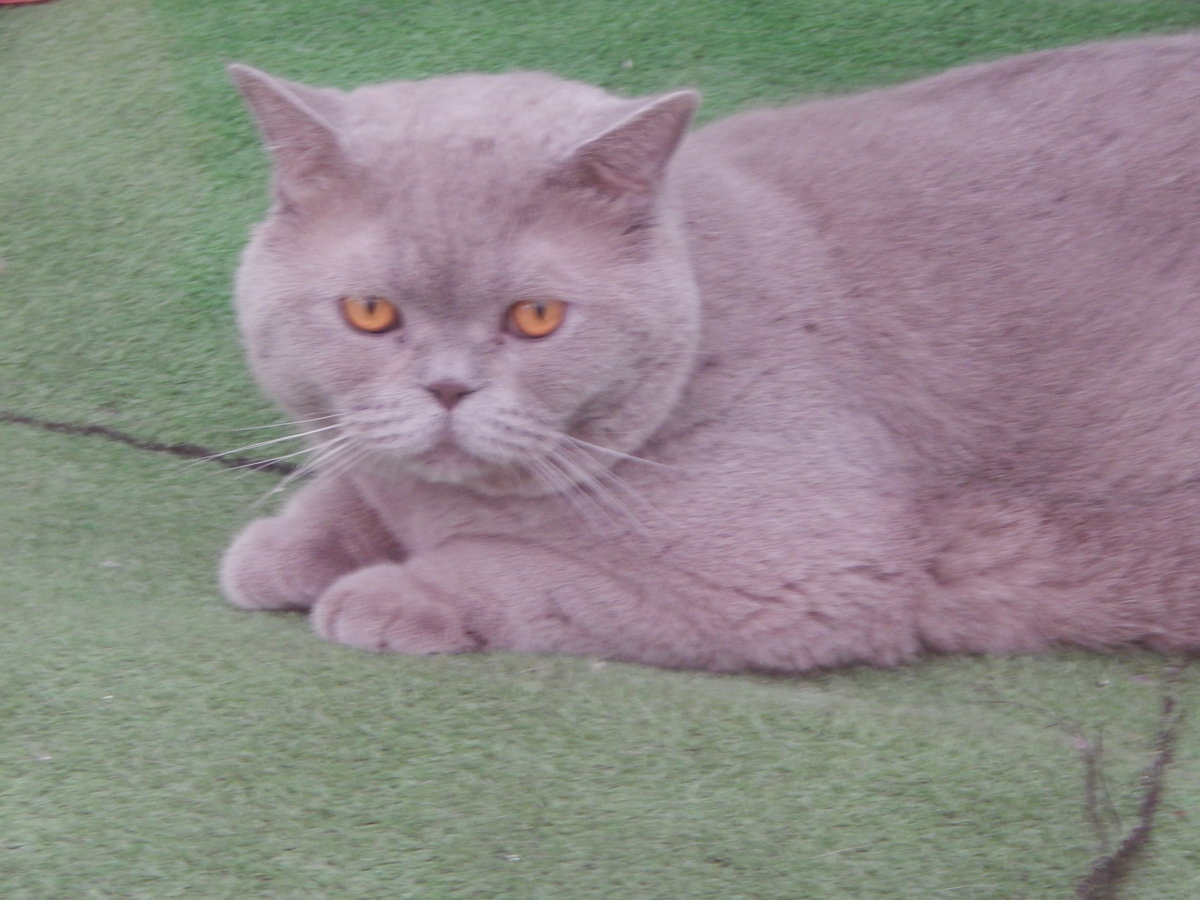 кот Василий - оригинал