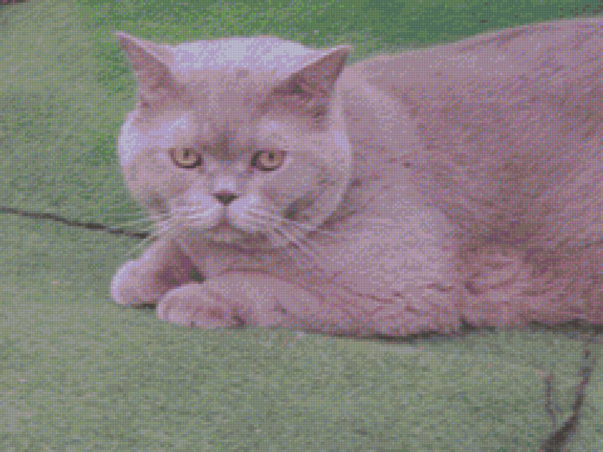 кот Василий - предпросмотр