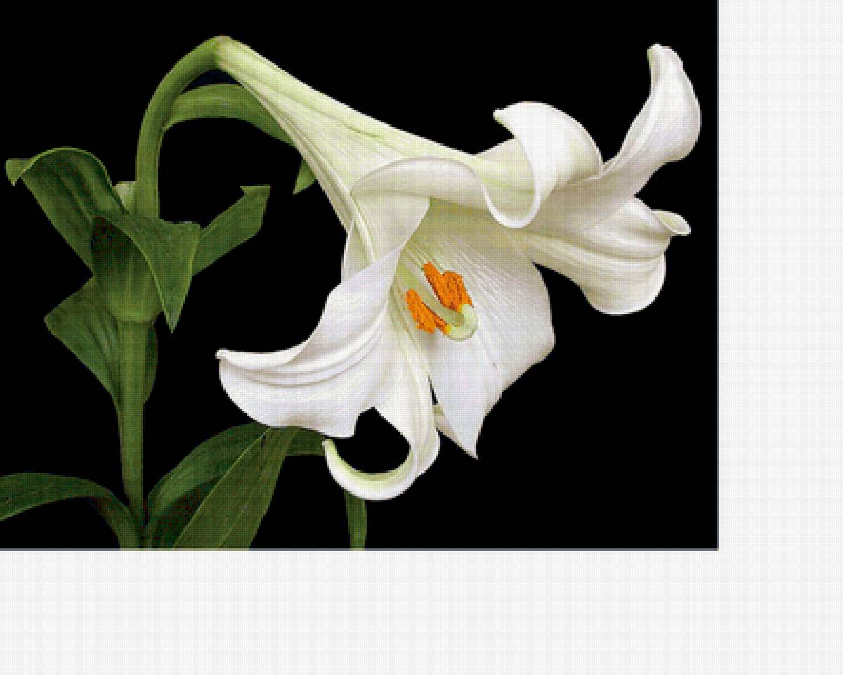 Серия "Лилии" - флора, цветы, лилии - предпросмотр