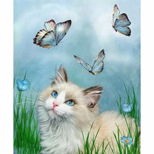 кот с голубыми глазами