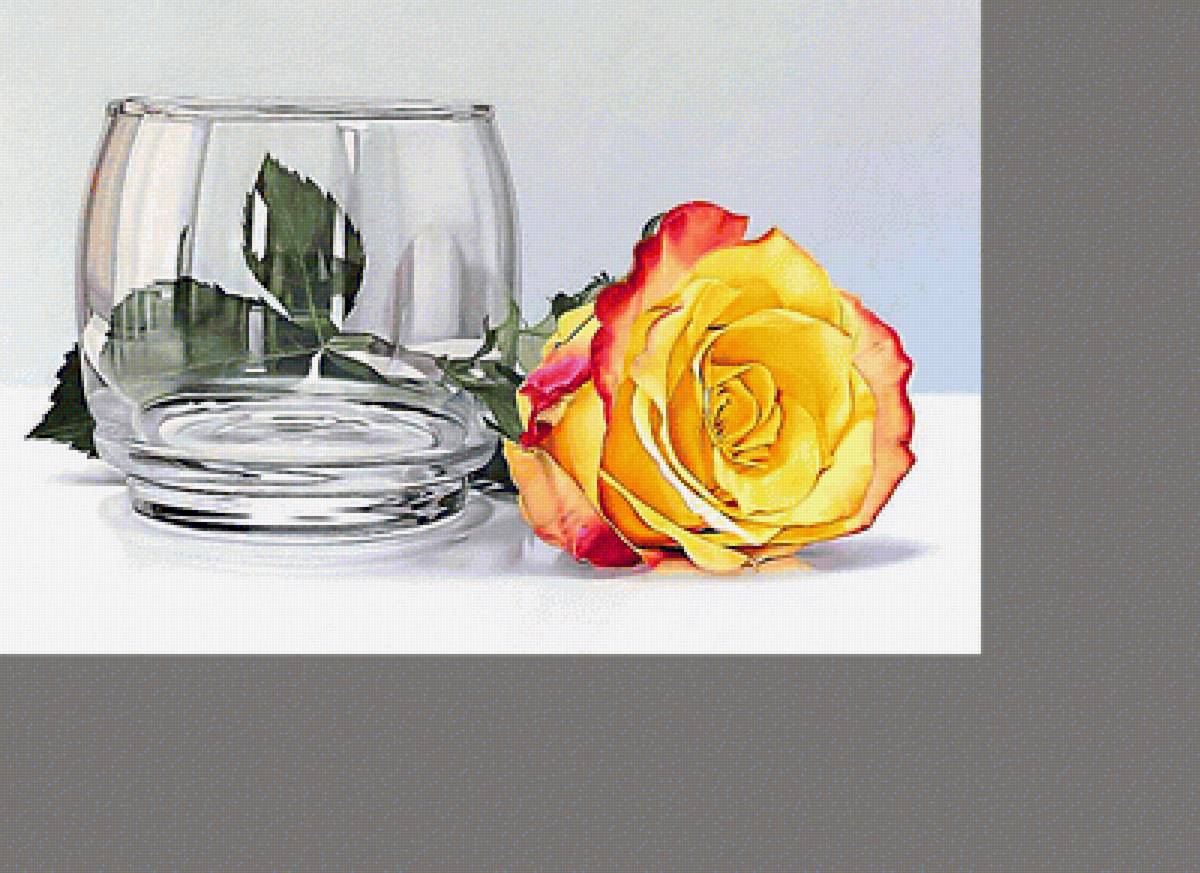 Серия "Розы". - цветы, флора, розы - предпросмотр