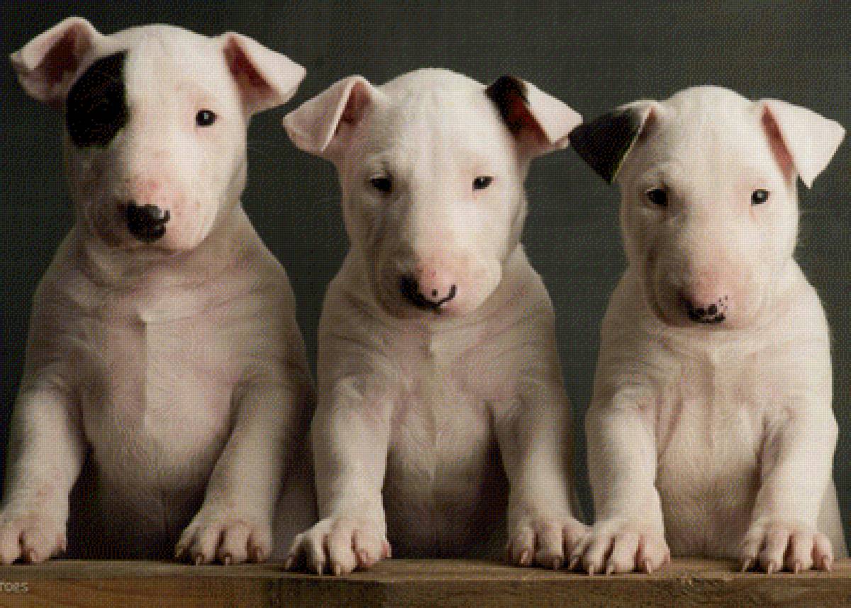 Бультерьер - предпросмотр