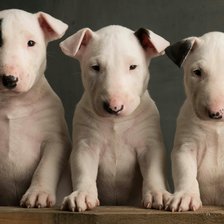 Схема вышивки «Бультерьер»