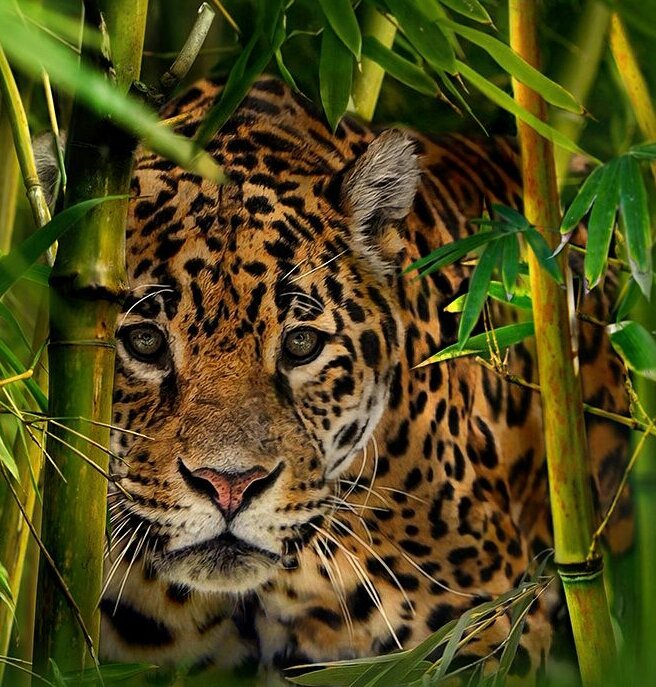 леопард - леопард - оригинал