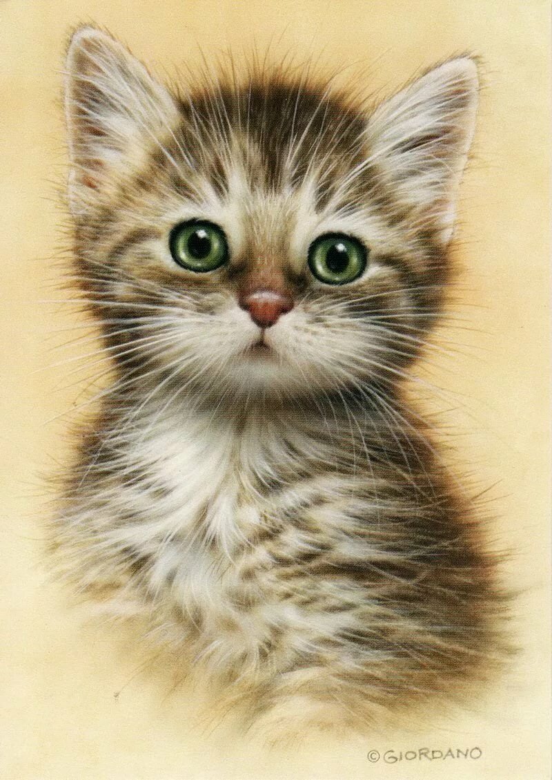 малыш - коты - оригинал