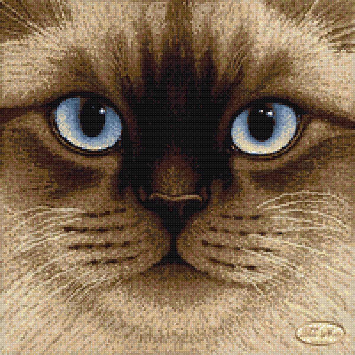 сиам - коты - предпросмотр