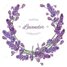 Оригинал схемы вышивки «Lavender» (№2113605)