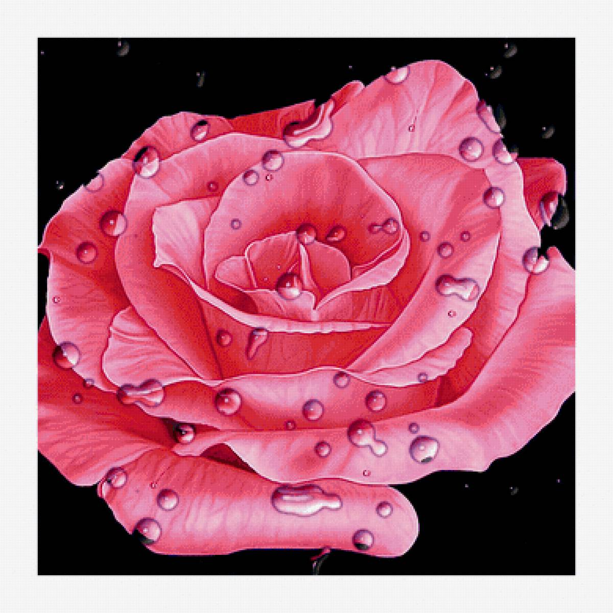 Роза с капельками. - цветок, роза, капли - предпросмотр