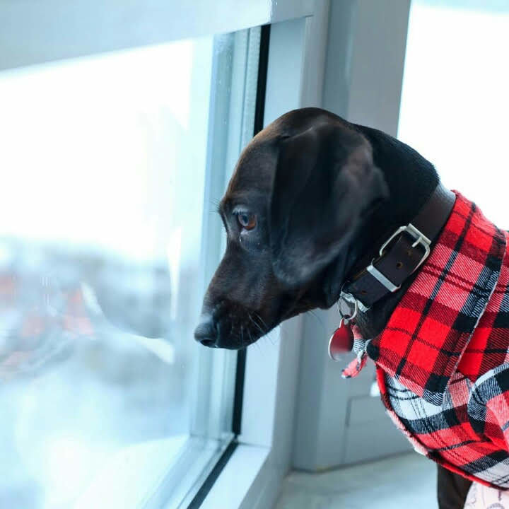 Такса Фиби_3 - такса - оригинал