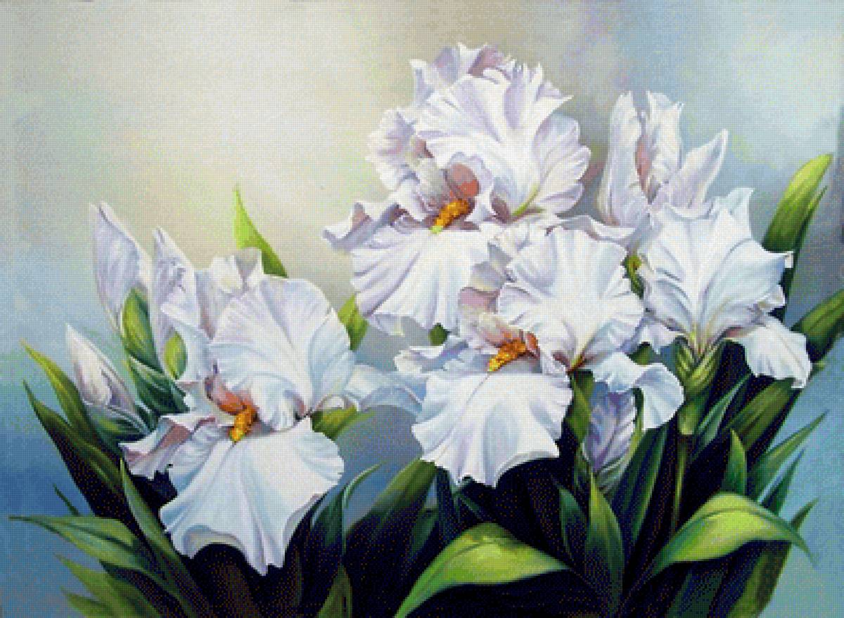 Ирисы - ирис, цветы - предпросмотр