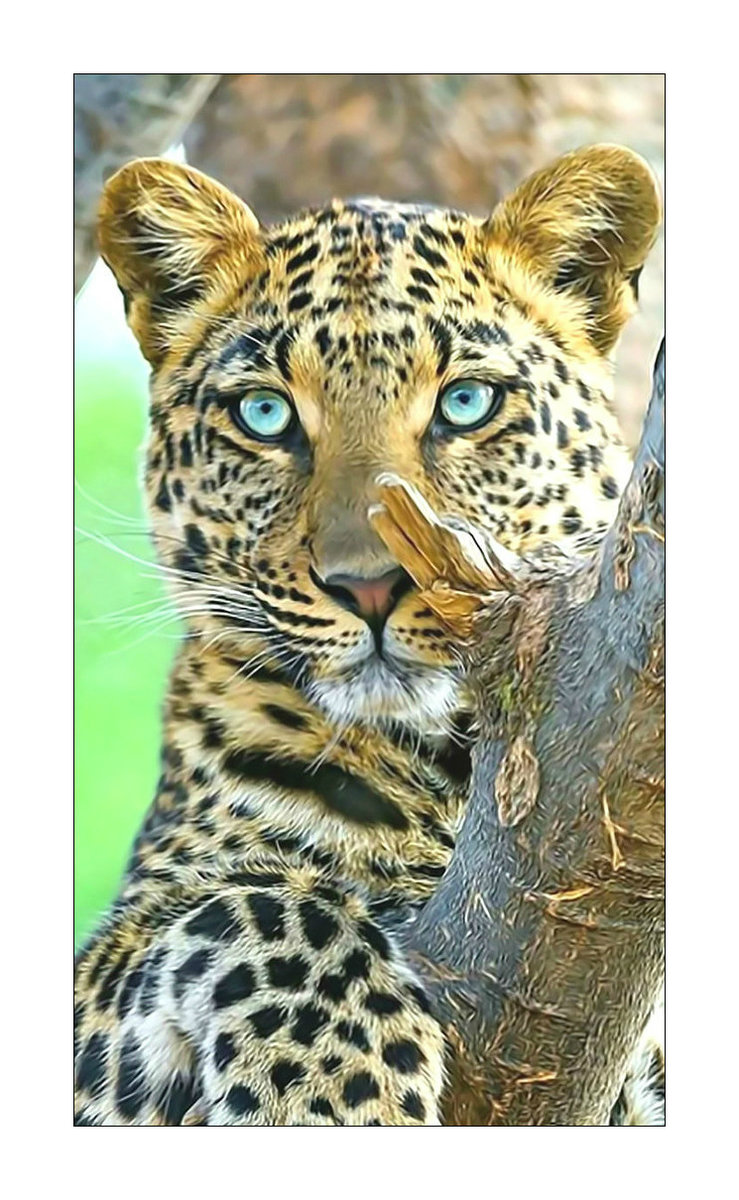 Леопард. - взгляд, хищник, животные, леопард - оригинал