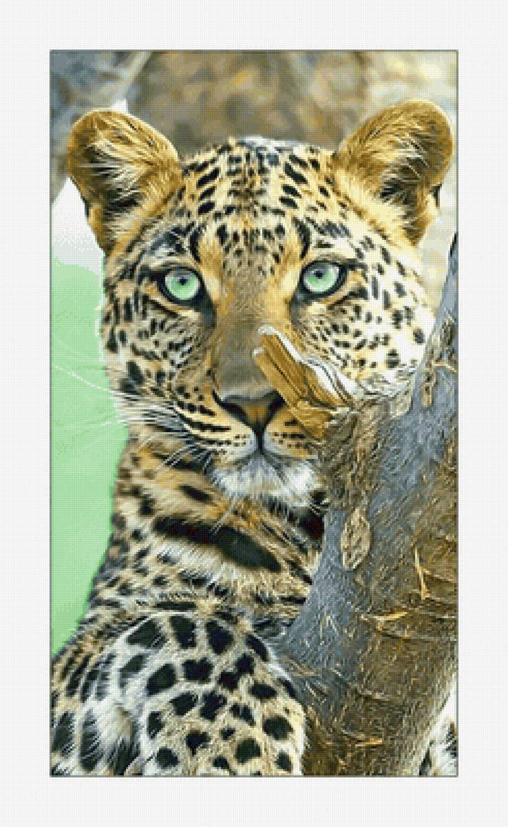 Леопард. - животные, взгляд, хищник, леопард - предпросмотр