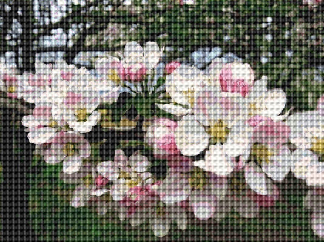 Цвіт яблуні - цвіт, весна, яблуня - оригинал