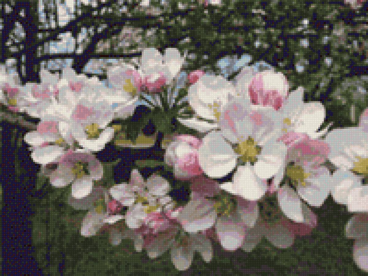 Цвіт яблуні - яблуня, весна, цвіт - предпросмотр