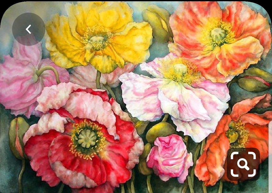 Маки - оригинал