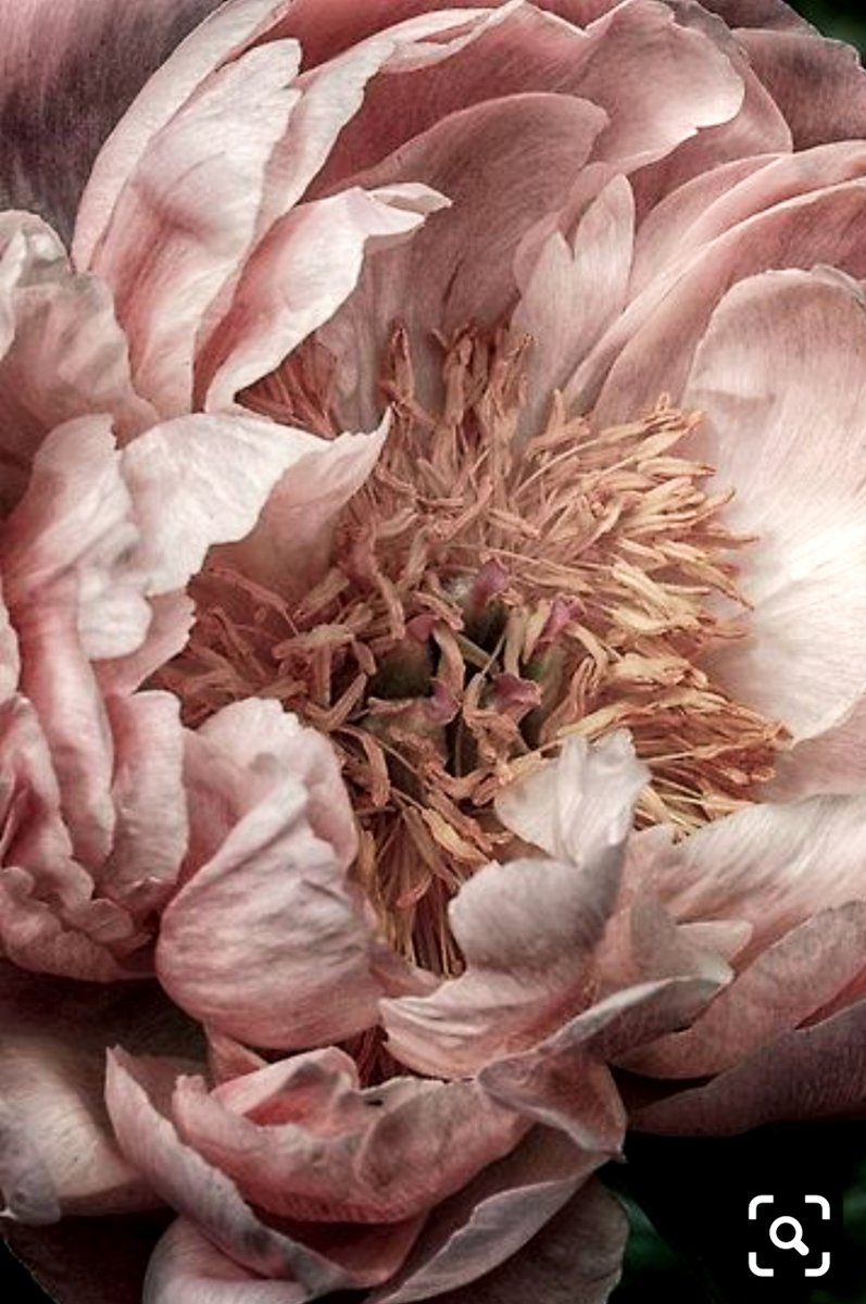 Цветок - оригинал