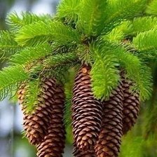 Схема вышивки «Природа»