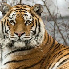 Схема вышивки «Тигр»