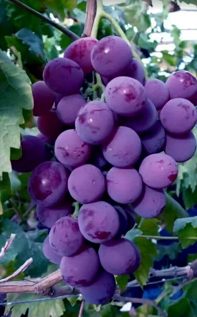 Фрукты - фрукты - оригинал