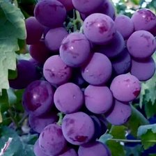 Схема вышивки «Фрукты»