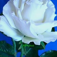 Схема вышивки «Цветы»