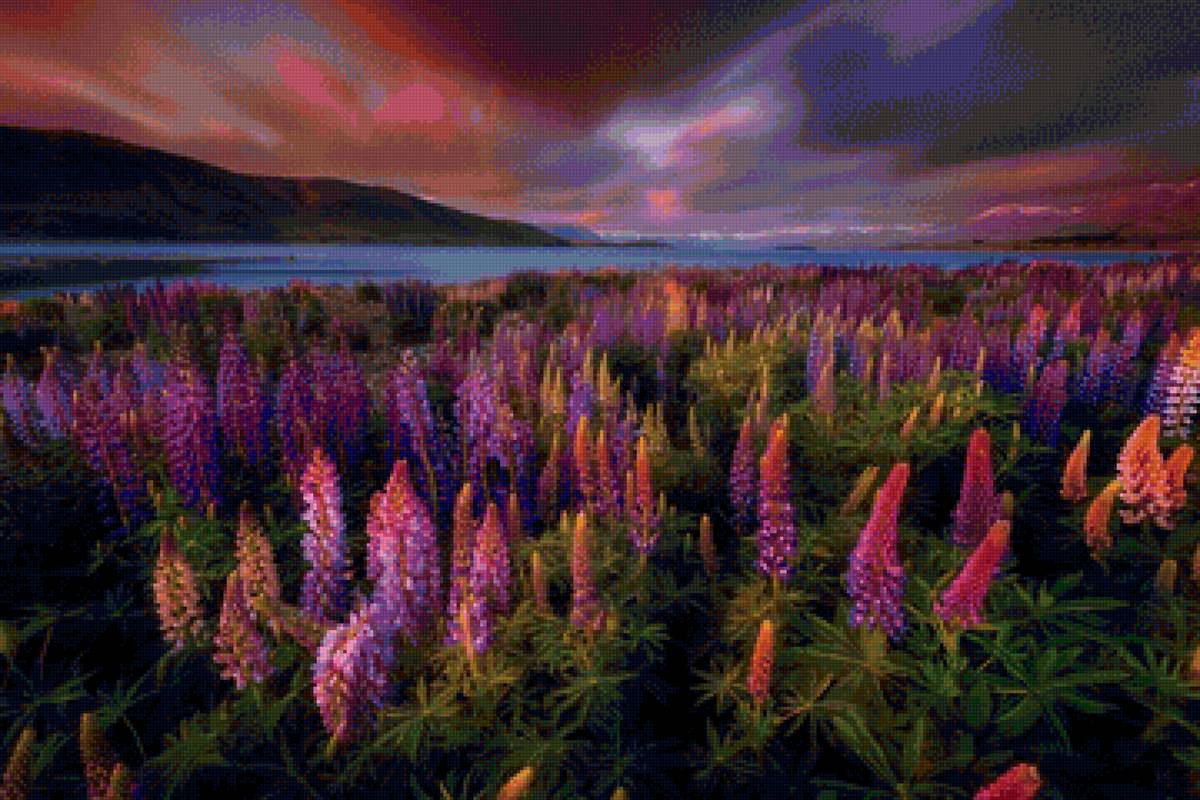 Люпиновое поле - пейзаж, природа, люпины, лето, цветы - предпросмотр