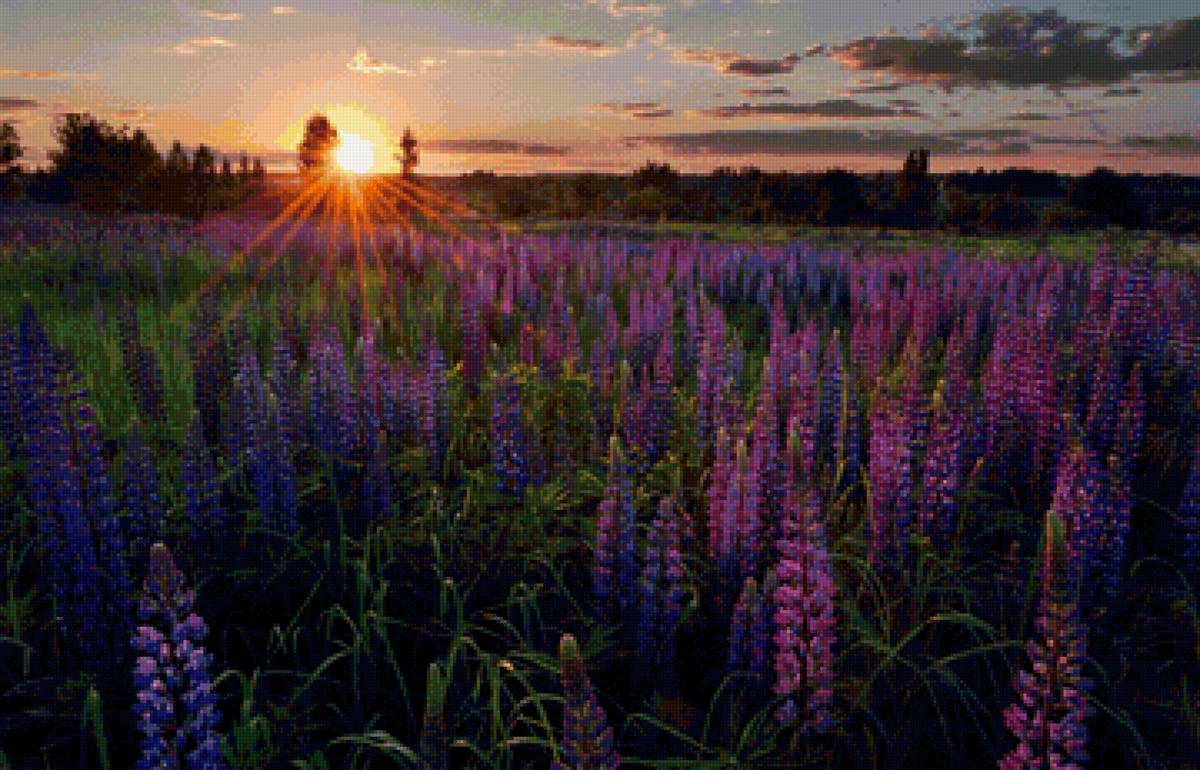 Люпиновое поле№2 - природа, люпины, пейзаж, цветы, лето - предпросмотр