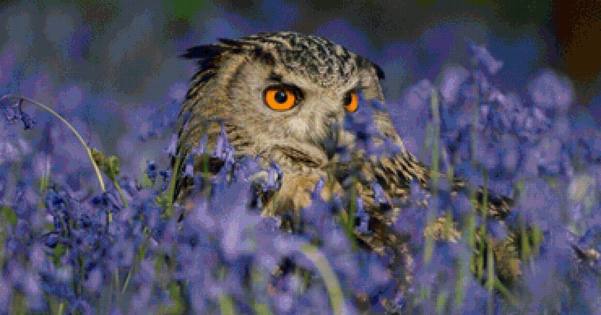 Сова - птица, пейзаж, сова, природа, цветы, лето - предпросмотр