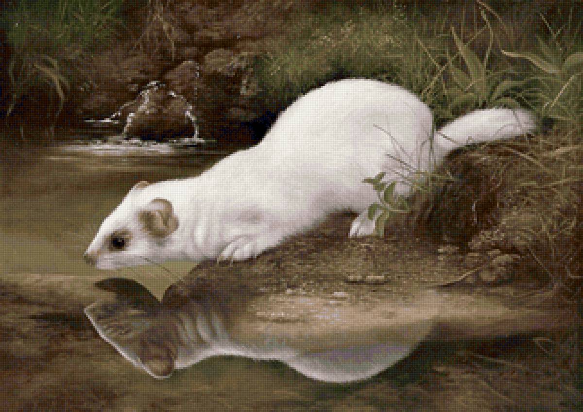 №2115977 - животные, горностай, норка - предпросмотр