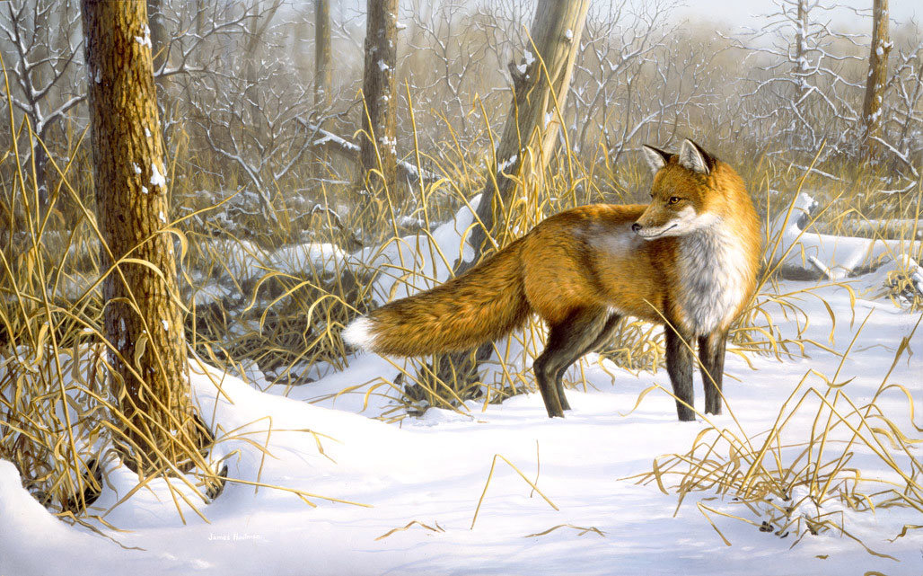 №2116012 - лиса, животные, звери - оригинал