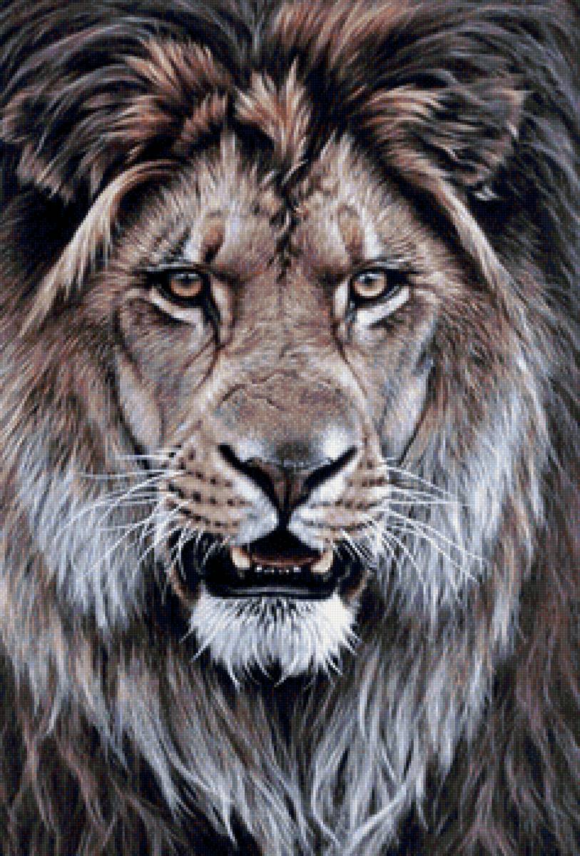 дикие - предпросмотр