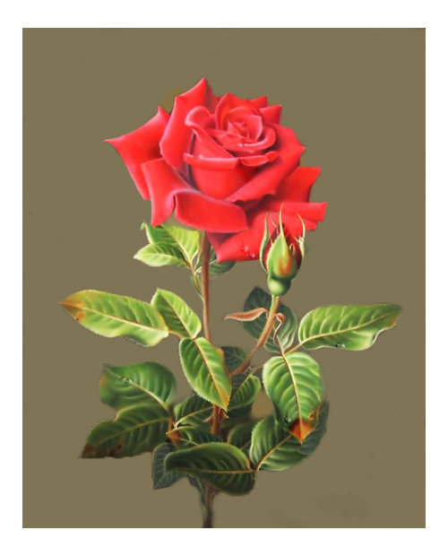 Роза. - цветы, натюрморт, живопись. - оригинал