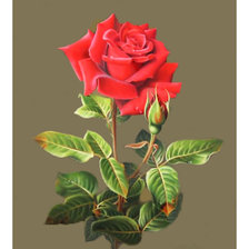 Оригинал схемы вышивки «Роза.» (№2116286)