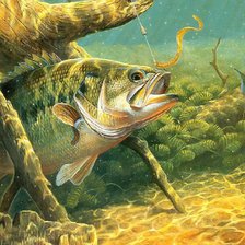 подводный мир