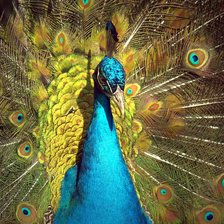 Схема вышивки «Павлин»