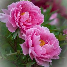 Схема вышивки «Пионы»