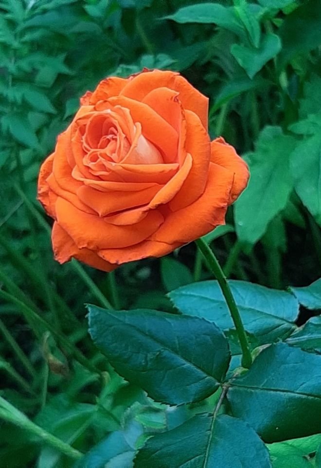 Аленький цветочек - цветок, роза - оригинал