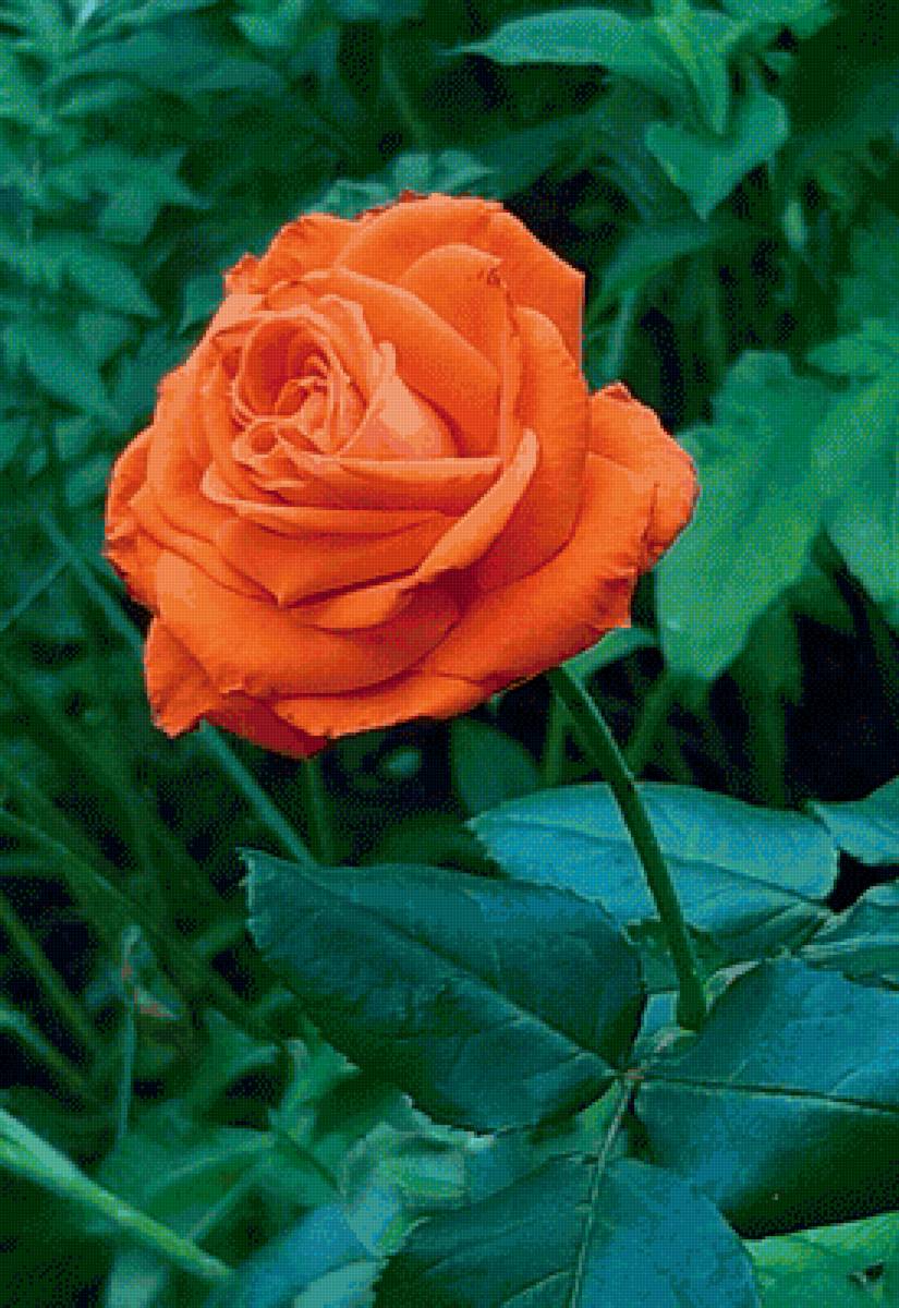 Аленький цветочек - цветок, роза - предпросмотр