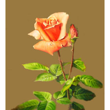 Оригинал схемы вышивки «Роза.» (№2116765)