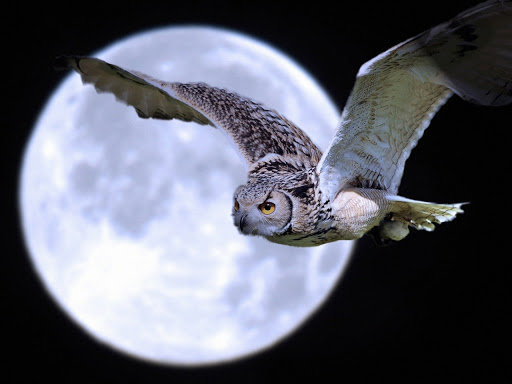Ночной полет - ночь, луна, сова - оригинал