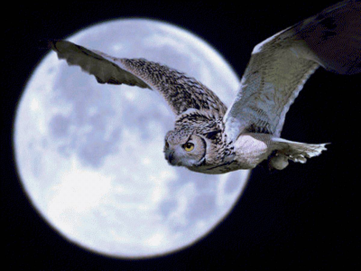 Ночной полет - сова, ночь, луна - предпросмотр