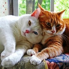 Схема вышивки «Котячья дружба»