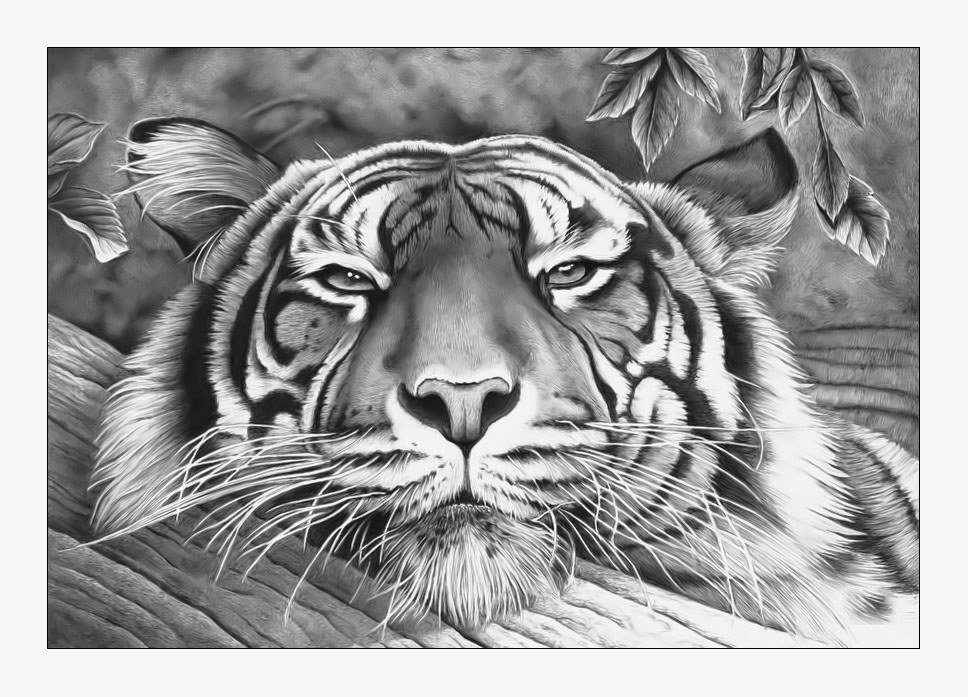 №2117796 - тигр, тигры, животные, хищники - оригинал