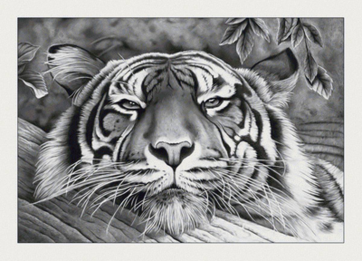 №2117796 - тигр, тигры, хищники, животные - предпросмотр