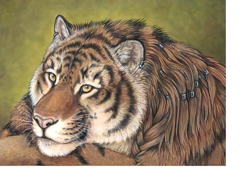 №2117807 - тигр, тигры, хищники, животные - оригинал