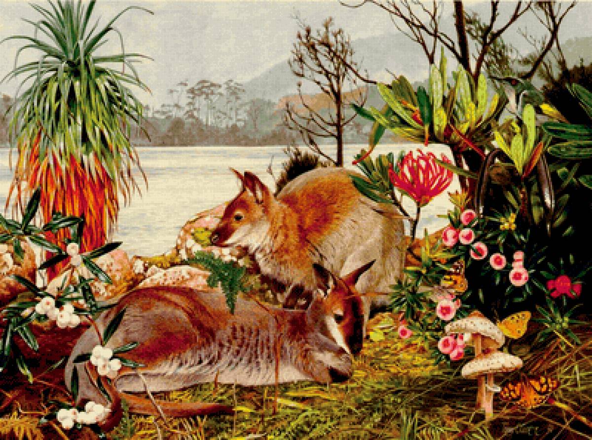 Кенгуру - животные - предпросмотр